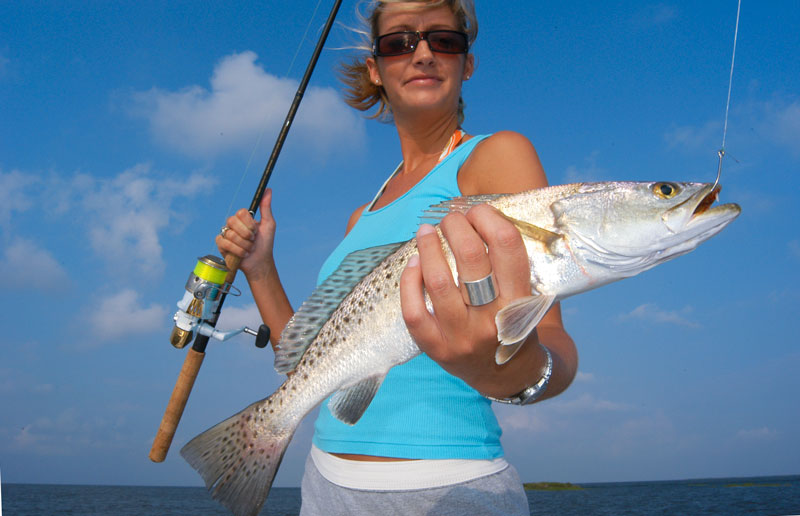 Barataria Basin speckled trout populations have been off in recent years due to dissappearance of the marsh and decreased salinity which has hurt brown shrimp reproduction.