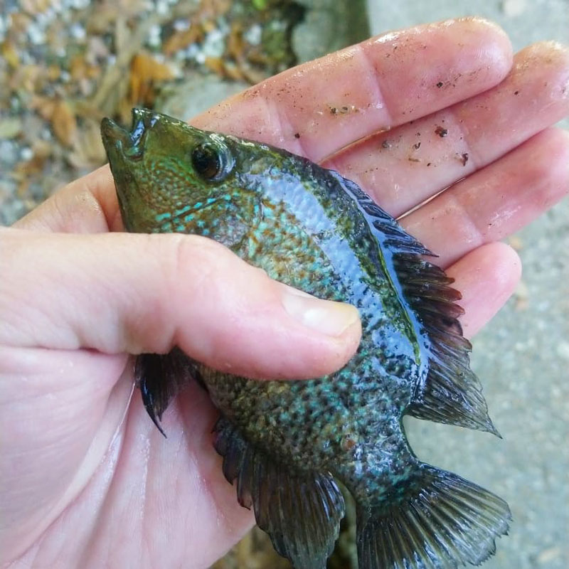 Cichlids are pretty fish, but they are illegal to release in Louisiana waters.