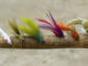 A few of the author's favorite second season bass flies, left to right, Coma Cocaho, Yukbugger Y2K, Moss Kray Phish, SR71 Seaducer, Wilson's Bass Bully, Dahlberg Diver.