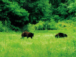 The Morganza Floodway has a good population of black bears and the big concern here would be for a bear escaping to high ground and causing issues for the residents.