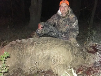 Hunters can help with the wild hog population by trapping, shooting or hunting hogs with dogs. Brice Jones killed this wild boar in West Monroe on Nov. 28. It weighed approximately 350 pounds.
