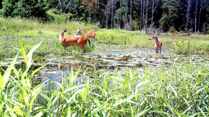 Deer can swim and often wade out in ponds and lakes to feed on vegetation and will escape to high ground when the Morganza floodway gates are open. The best management activity is simply not to disturb them in the areas where they congregate.