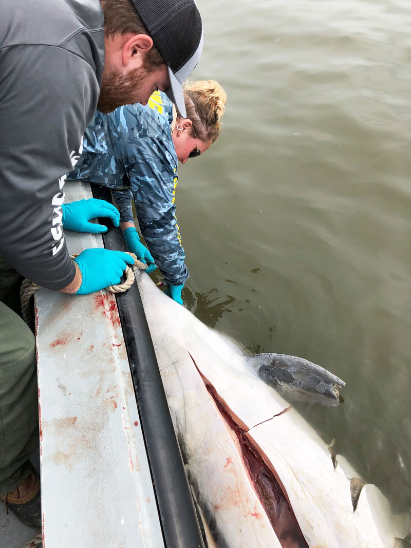 Parker White, with LDWF Marine Fisheries, and Jaimie Thompson, an LDWF biologist with the Wildlife Diversity Program, perform a necropsy on a dolphin earlier this year in Hopedale, in St. Bernard Parish. (Photo courtesy LDWF)