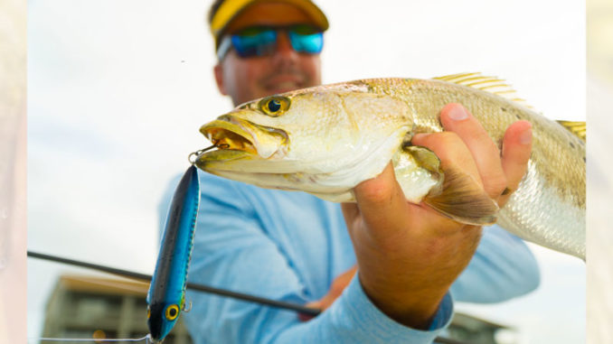 This trophy trout attacked a Matrix Mullet, a topwater proven to fool even the smartest trophy trout.