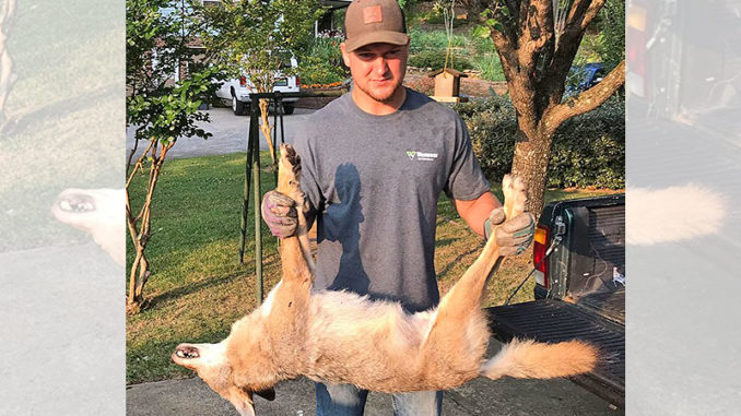 The grandson of homeowner Roland Collins, Tyler Bruce, shows the coyote that his grandfather killed inside his home.