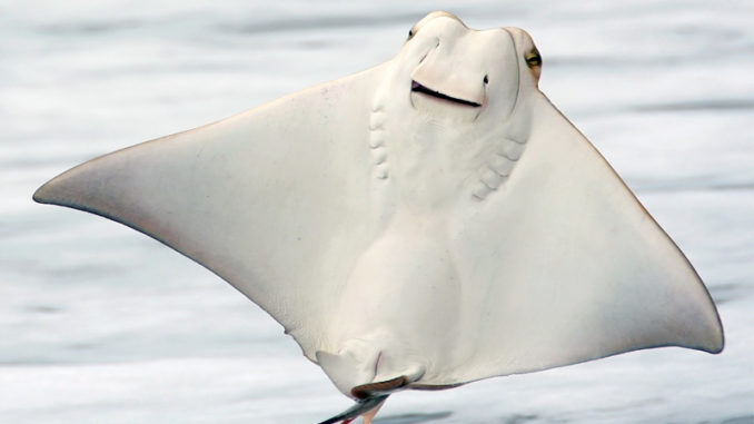 Rays like this jumping cownose, often leap out of water, but few ever collide with a human while doing so.