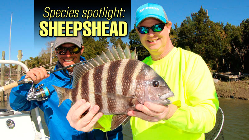 Sheepshead are sought after by many anglers for their sporty fight as well as their tasty table fare. Most succesful anglers devote a lot of time to them.