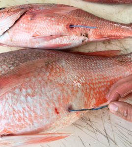 Caitlin Domingues caught these two red snapper within 30 minutes of each other on June 14, 2019. They were tagged 17 minutes apart by Auburn University in May of 2018.