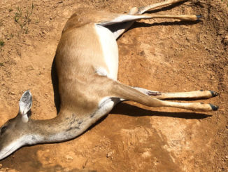 The author and his son discovered this deer, dead of unknown causes on their hunting lease. LDWF was notified and the head was submitted for CWD testing.