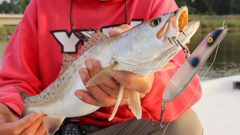 Louisiana Sportsman