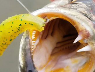 One advantage of rigging a soft-plastic jerkbait with a nose hook? Most fish are hooked solidly in the corner of the jaw.