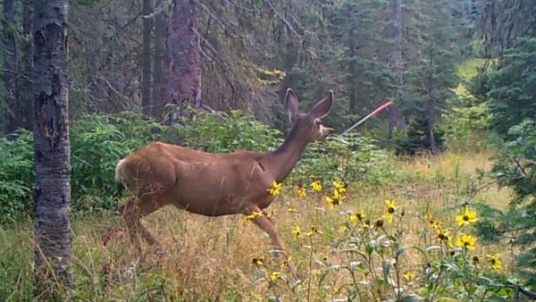 The author has captured several hunts on trail camera video.