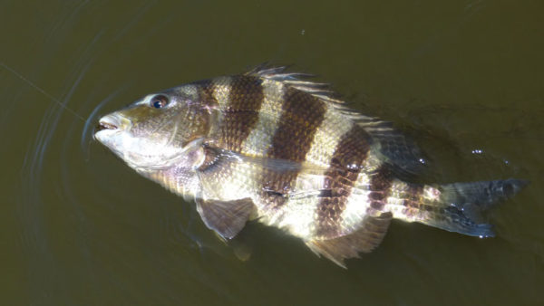 Getting the wily sheepshead to eat a fly is a difficult challenge, thus earning it's nickname "Cajun Permit."