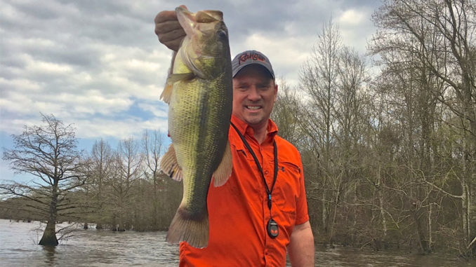 Now’s the time to catch big bass chasing shad in the grass beds on D’Arbonne like this one shown by Todd Risinger.