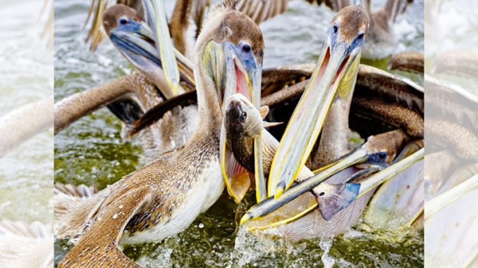 Pelicans frequent the MRGO Dam to gorge on the schools of bait. They descended on this redfish as an angler attempted to reel it in. The angler won both battles.