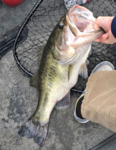 A closer look at the 10.06-pound bucketmouth Wesley Miller reeled in on Monday, Oct. 14 at Toledo Bend. (Photo courtesy of Wesley Miller)
