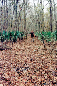 Flooding may wipe out ground cover in areas with a closed canopy, denying deer the food the scarf off the forest’s floor.