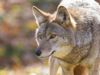 It’s tough enough to trap a coyote when everything is set up correctly; make one of a half-dozen beginner mistakes and the task becomes almost impossible.