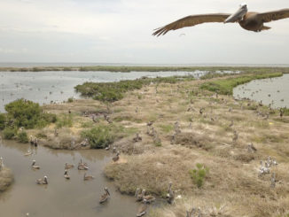 Queen Bess Island is one of Louisiana's top brown pelican nesting rookeries.