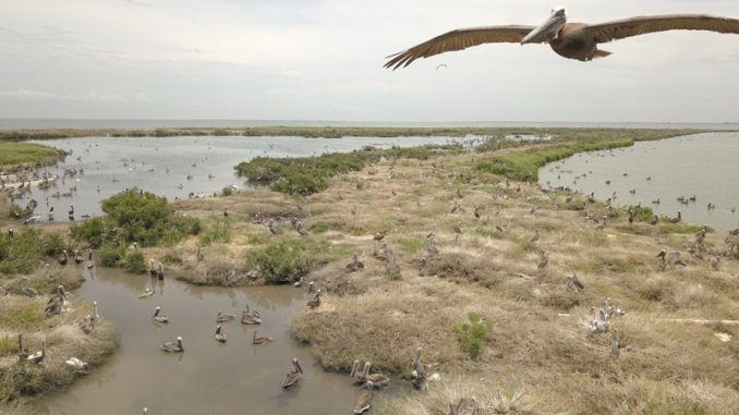 Queen Bess Island is one of Louisiana's top brown pelican nesting rookeries.