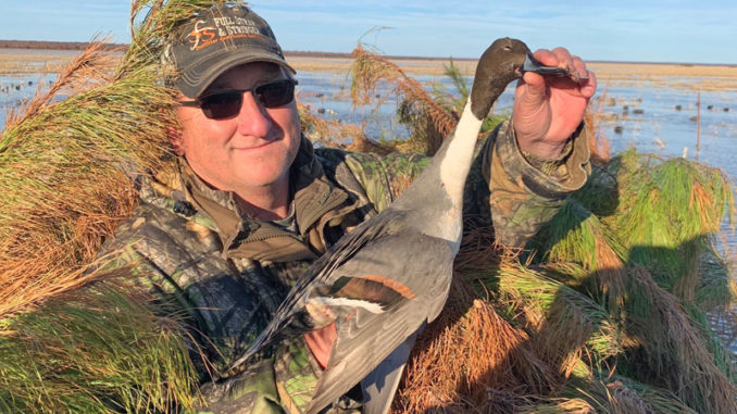 Pintail drakes like this were one of the prizes of the opening weekend of this year’s Louisiana duck season.
