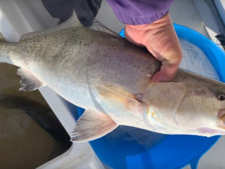 8-pound trout