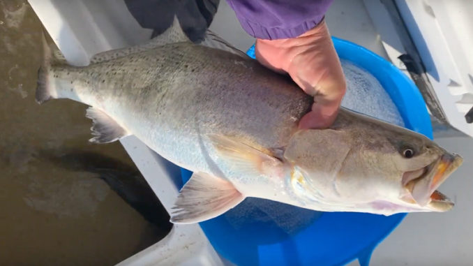 8-pound trout