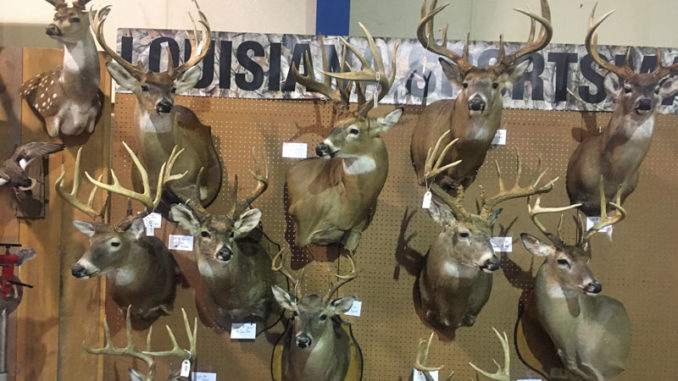 A look at some of the quality racks that were entered into the Louisiana Sportsman Show Big Buck Contest on Friday, March 13.