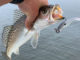The Matrix X-Shad is Chas Champagne’s latest offering. (Photos courtesy Chas Champagne)