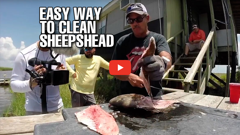 Humberto Fontova expertly demonstrates the proper step-by-step technique of how to clean a sheepshead — including a great tip on avoiding the rib bones.