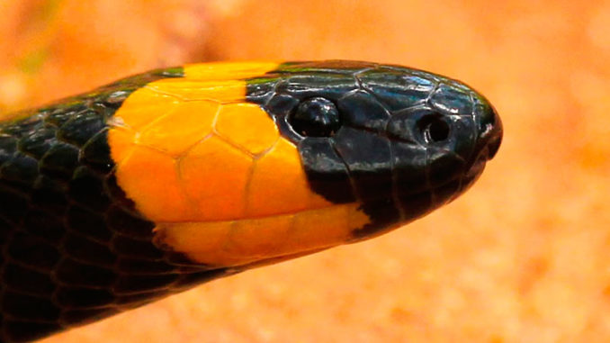 Snake I.D. - Louisianas 7 venomous snakes