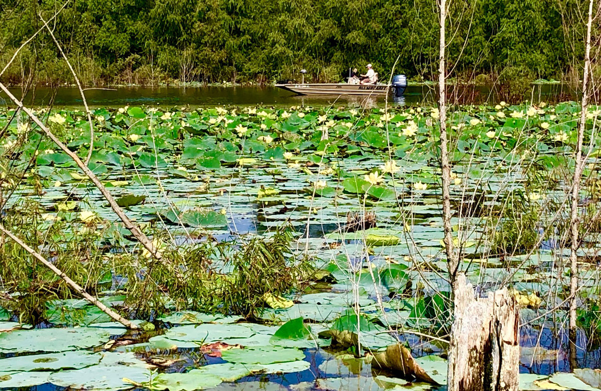 Structure for developing a strong fishery was once absent from Bussey, but no more. The lake is now full of all kinds of structure, like this brush and lily pad field.