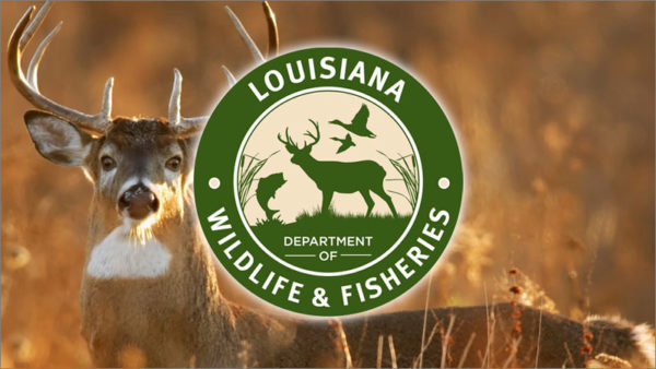 LDWF to provide CWD testing drop-off locations in Franklin, Madison and Tensas parishes