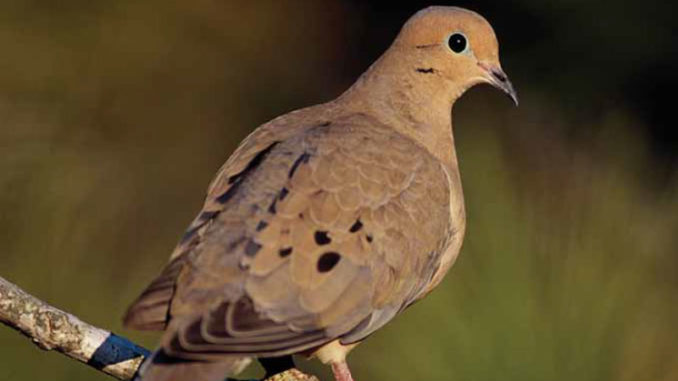 Fat and healthy mourning doves like this one are popular for hunters in the field and also make great table fare, especially prepared on the grill. (Photo courtesy LDWF)