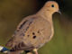 Fat and healthy mourning doves like this one are popular for hunters in the field and also make great table fare, especially prepared on the grill. (Photo courtesy LDWF)