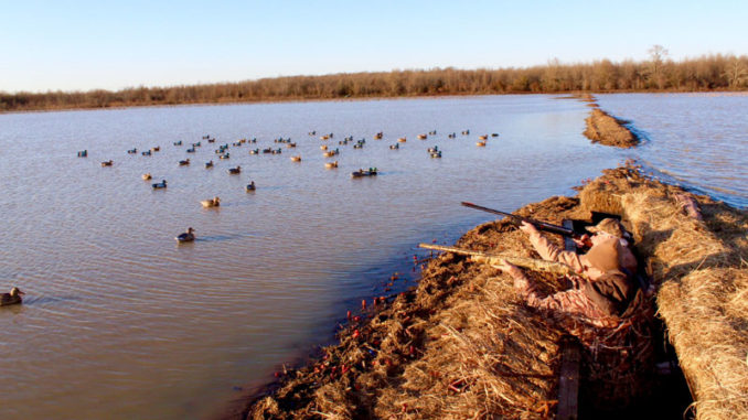 Duck and all migratory bird hunters this year must purchase a HIP certification online or at the LDWF office in Baton Rouge. HIP is no longer available at retail outlets.