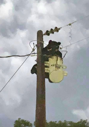 A black bear scampered up this utility pole as the storm hit in Union Parish. The bear shorted out the transformer, shut off power to a large area and, unfortunately, did not survive.