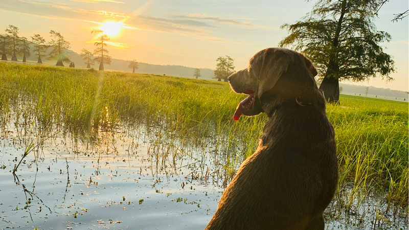 Levi the Lab taking in the sunrise on opening morning of teal season with his trusted owners, Dusty and Victoria Cavazos while hunting on Black Lake in Campti, Louisiana.