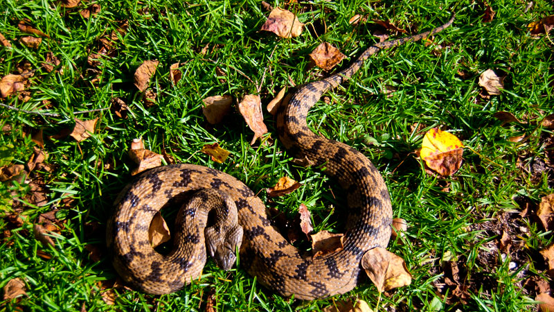 Snake I D Louisiana s snakes identified Part III Watersnakes Louisiana Sportsman