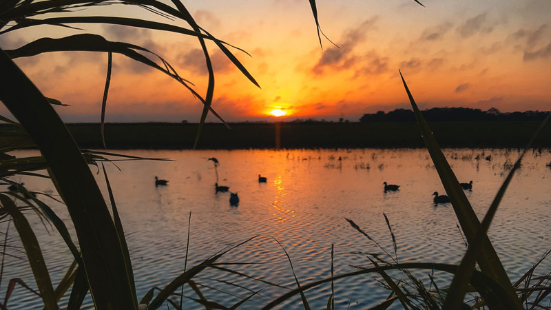 Duck blind sunrise