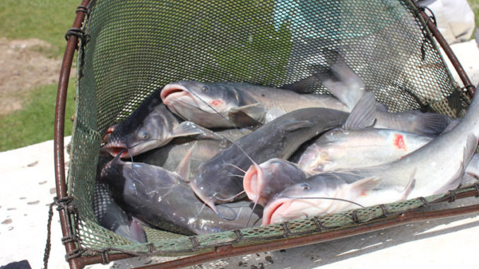 Catfish being stocked in a Get Out & Fish! pond.
