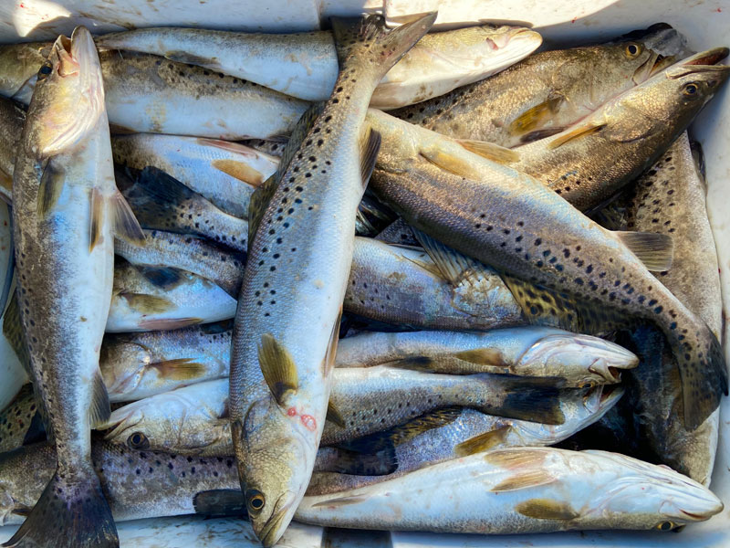 Cork footage of speckled trout feeding Sportsman