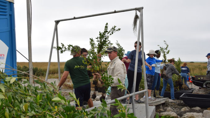 Volunteers unload mangrove bushes for planting at Queen Bess Island Refuge.