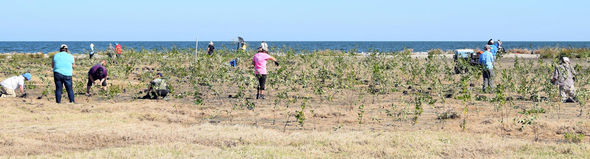 Volunteers plant mangrove bushes and matrimony vines at Queen Bess Island Refuge.