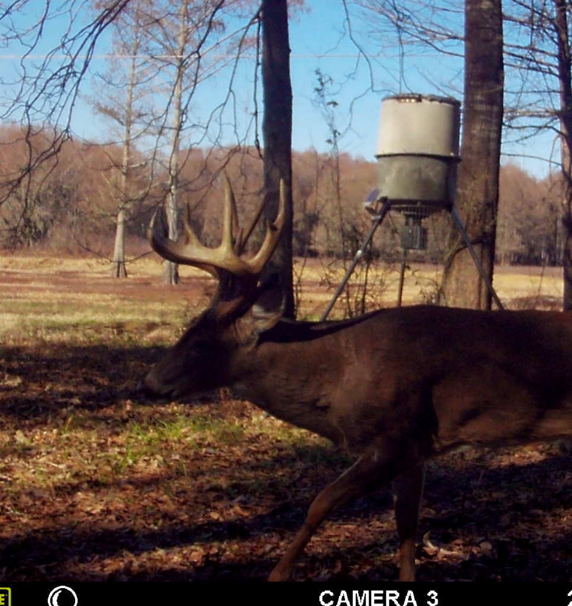 In this 2019 trail cam photo, the buck was only an 8-point.