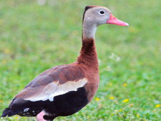 Black-bellied whistling duck (Photo courtesy of ebird.com)