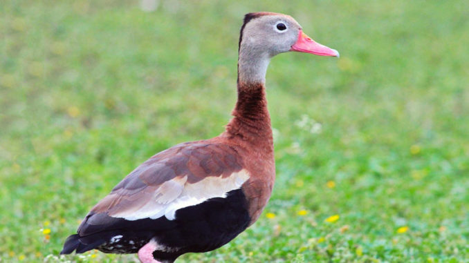 Black-bellied whistling duck (Photo courtesy of ebird.com)