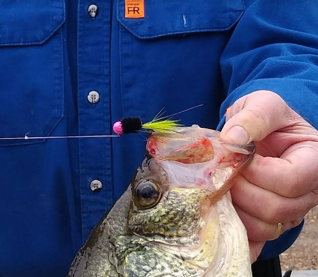 A closeup of James Morgan’s slab crappie and the black and chartreuse pink head Jimmy Watt jig that caught the whopper.