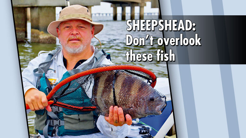 The most-underrated saltwater fish in Louisiana has to be the sheepshead. The good news for kayak anglers is that they are hard fighters.