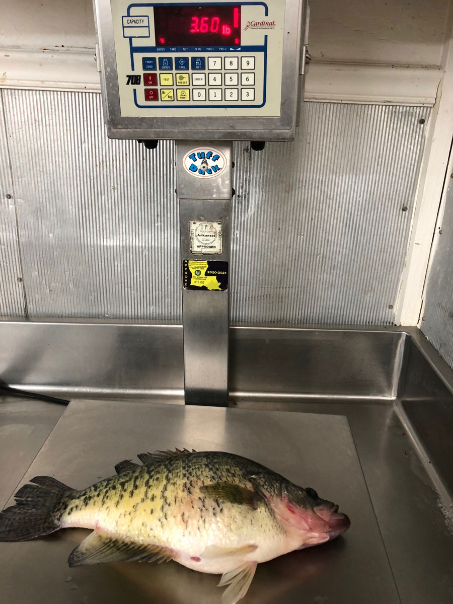 The slab was weighed on certified scales at a nearby deer processing facility.